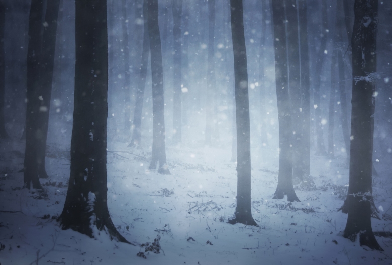bigstock-Snow-storm-in-a-forest-with-fo-45134422